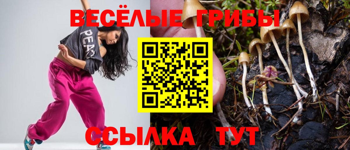 купить наркотик  Вход с VPN  Галлюциногенные грибы Magic Shrooms  Шатура  Галлюциногенные грибы Psilocybe 